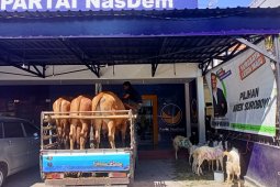 Nasdem Surabaya berkurban tiga sapi dan 12 kambing