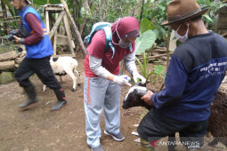 Petugas Diskanak jamin hewan kurban di Garut kondisi sehat