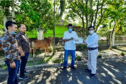 Sintang terima tiga ekor sapi kurban dari Pemprov