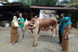 Sapi kurban Presiden untuk Bengkulu disembelih di Bengkulu Selatan