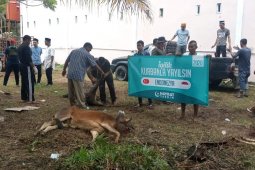 ACT sembelih 700 ekor sapi di Aceh