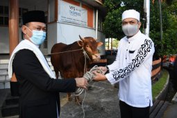 Pemkot Pontianak salurkan 30 sapi kurban