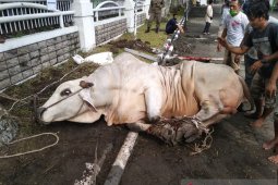 Sapi kurban Presiden Jokowi seberat 1,2 ton disembelih di Medan
