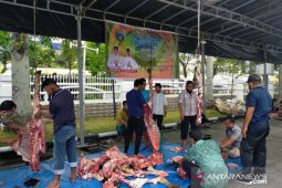 Pemprov Sumut kurbankan 145 ekor sapi