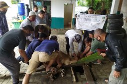 THPS sembelih tiga ekor lembu di Idul Adha