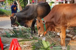 Masjid Cut Meutia  distribusikan 2000 kantong daging kurban