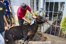 Lapas Sungailiat distribusikan daging kurban masak