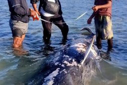 Seekor paus pilot terdampar dan mati di NTT