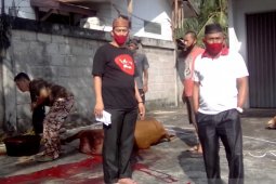DPRD Bangka sembelih dua ekor sapi
