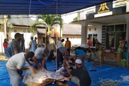 DPD PKS Bangka sembelih delapan ekor hewan kurban