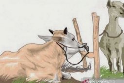 Meski pandemi COVID-19, jumlah hewan kurban yang disembelih di Tapsel meningkat 17 persen