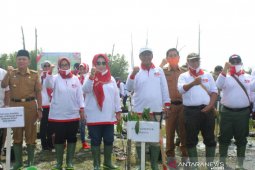 Pemprov Bengkulu tanam 2020 bibit mangrove