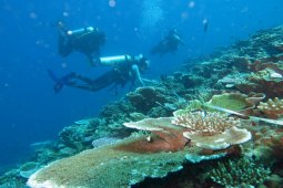 Terumbu karang untuk laut dan ekonomi pesisir