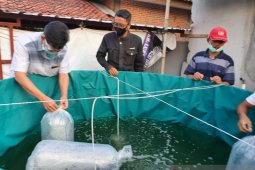 PPDM UMM berdayakan warga budi daya lele dengan sistem biona