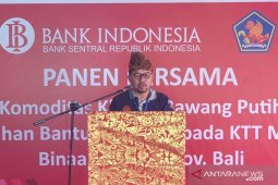 BI Bali naikkan produktivitas bawang putih lewat pendampingan KTT Manik Pertiwi