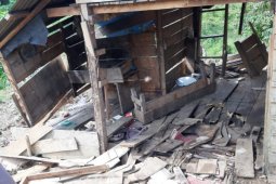 Rumah dan kebun sawit warga Aceh Jaya diobrak abrik kawanan gajah liar