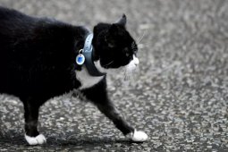 Kucing di kantor Kemenlu Inggris akan pensiun