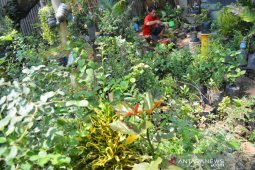 Penjualan tanaman hias meningkat