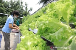 Berkebun di atap rumah bisa untung jutaan