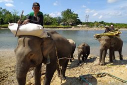 Bentang Seblat harapan terakhir pelestarian gajah Sumatera di Bengkulu
