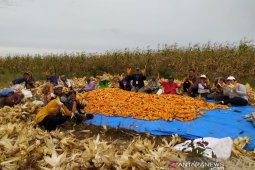 TPL bersama petani binaan panen perdana jagung di Sipahutar Taput