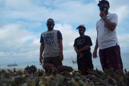 KPKHN berharap dukungan pemerintah untuk budidaya karang hias