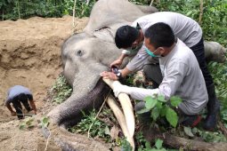 Gajah jinak mati mendadak, berikut penjelasan BKSDA Aceh hasil pemeriksaan tim medis
