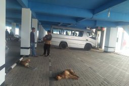 Dinkes Mukomuko pastikan stok vaksin antirabies cukup
