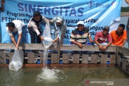 PT Timah dorong Desa Penagan jadi sentra budi daya kakap putih