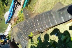 Hiu paus seberat 1,5 ton terjerat jaring nelayan di Aceh Utara