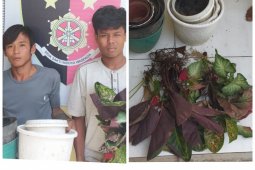 Polsek Binjai Utara amankan dua pencuri 20 batang bunga dan potnya