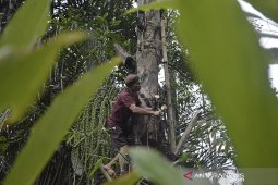 Petani air Nira di Kabupaten Garut