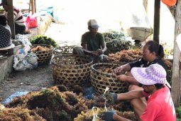 Ratusan warga Nusa Lembongan-Bali jadi pembudidaya rumput laut karena COVID-19