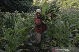 Harga tembakau turun