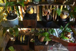 Bonsai kelapa ukir di Jombang