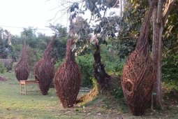 Ada sarang burung manyar raksasa di Lubuk Penyengat Muarojambi