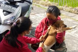 Distan Denpasar lakukan vaksinasi rabies secara kontinyu