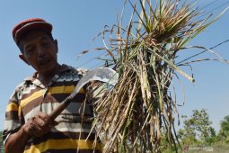 Serangan Hama Wereng di Madiun