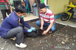 Puskeswan: Vaksinasi HPR di Rejang Lebong baru terealisasi 7.500 ekor