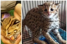 BKSDA kirim kucing hutan temuan warga ke penampungan sementara