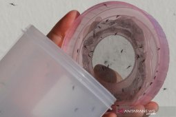 Musim penghujan, Kemenkes minta masyarakat waspadai leptospirosis, DBD dan malaria