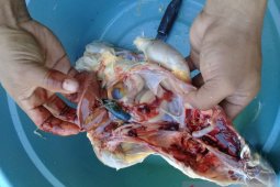 "Thethelo" sebabkan ratusan unggas di Gorontalo Utara mati mendadak