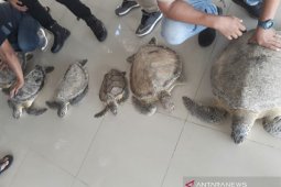 Polres Bontang ungkap jual beli satwa dilindungi penyu