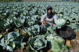 Harga Kubis di Madura Anjlok