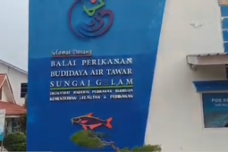 Gubernur berharap budidaya ikan air tawar di BPBAT ditingkatkan secara berkelanjutan