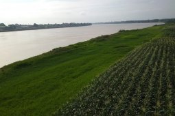 Jagung dan padi tumbuh subur di "sawah iklim" di bantaran Sungai Batanghari