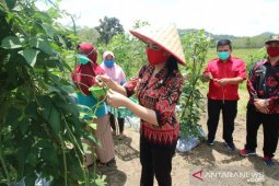 Karolin dorong masyarakat tanam sayuran di pekarangan rumah