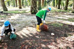 PTPN IV semester I 2020 raih laba  Rp331,02 miliar