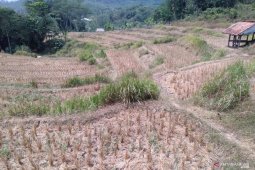 Musim kemarau, sekitar 1.000 hektare sawah di Karawang terancam kekeringan