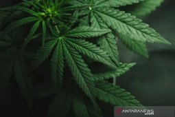 Parlemen New York legalkan ganja untuk kesenangan